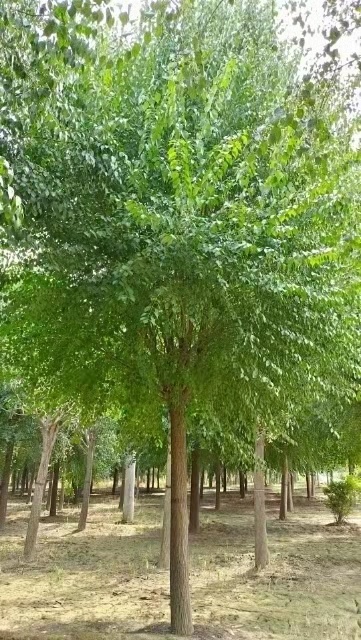 冠县丝棉木    丝棉木