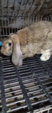 郓城县纯种公羊兔哪里有卖的？湖南公羊兔价格多少钱一对