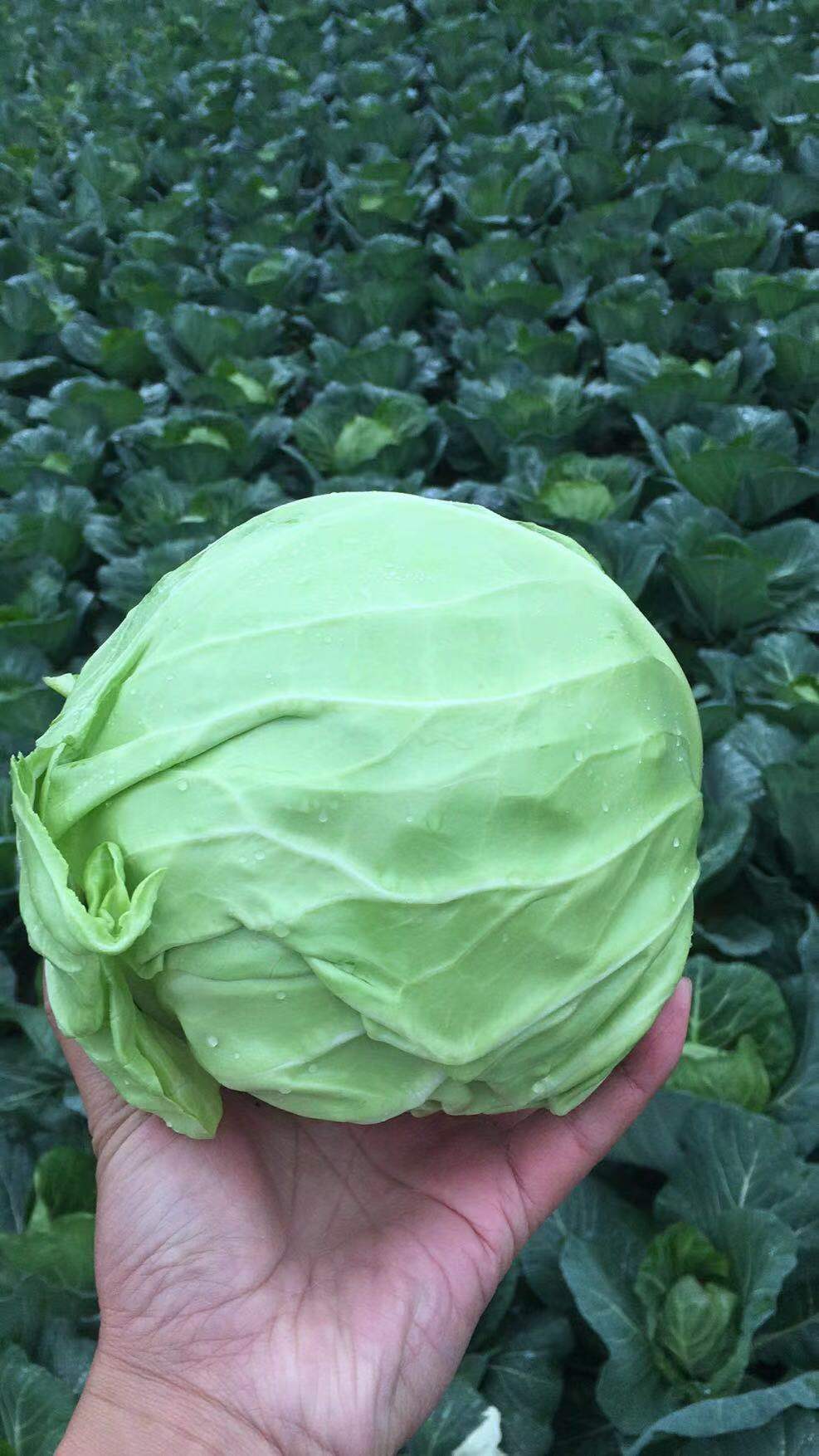 新鲜蔬菜奥奇娜甘蓝包菜  湖北嘉鱼奥奇娜包菜大量上市。优惠多