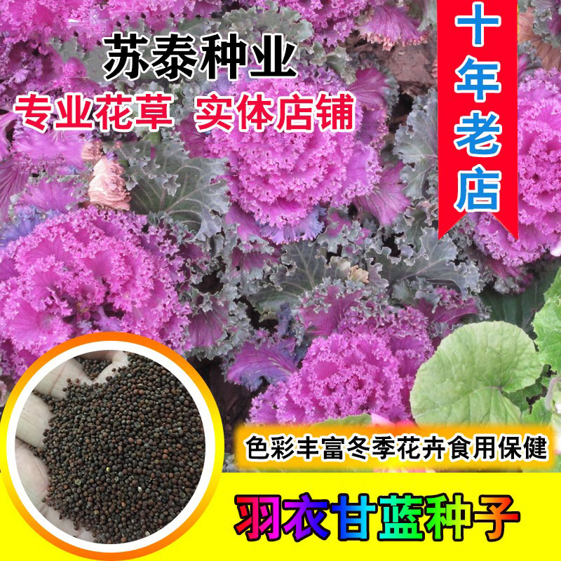 南京散装羽衣甘蓝种子 优质保健蔬菜花卉盆栽食用观赏两用四季可播
