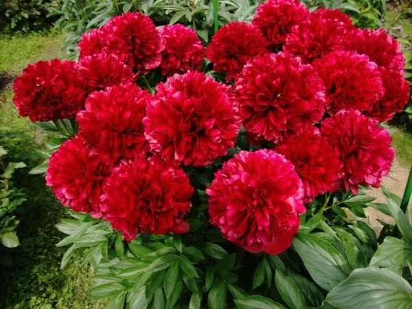 菏泽 芍药多花芍药观赏芍药