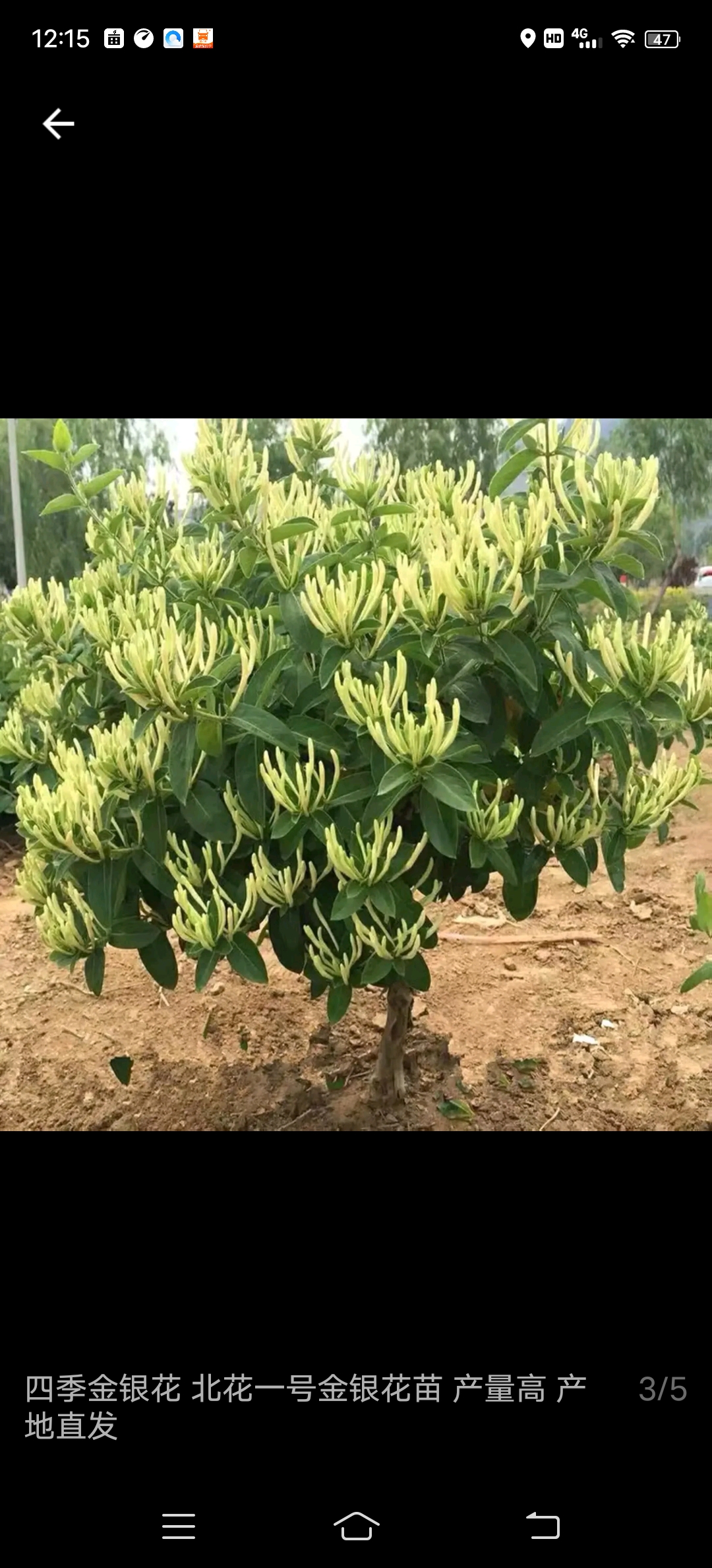 四季金银花苗  金银花苗