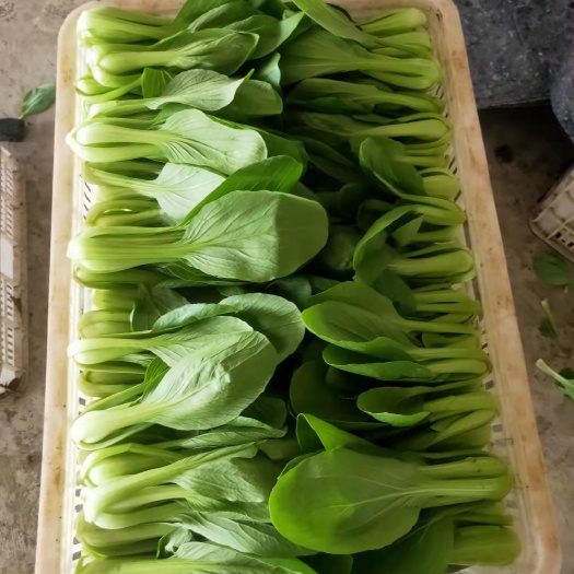 曹县 蔬菜基地常年供应 上海青油菜自有冷库打包 一条龙服务实力代办
