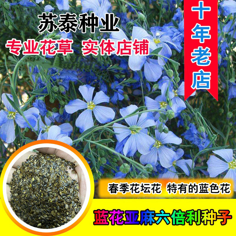 南京蓝花亚麻种子盆栽花卉种子阳台庭院花种子蓝亚麻花籽花海庭园造景