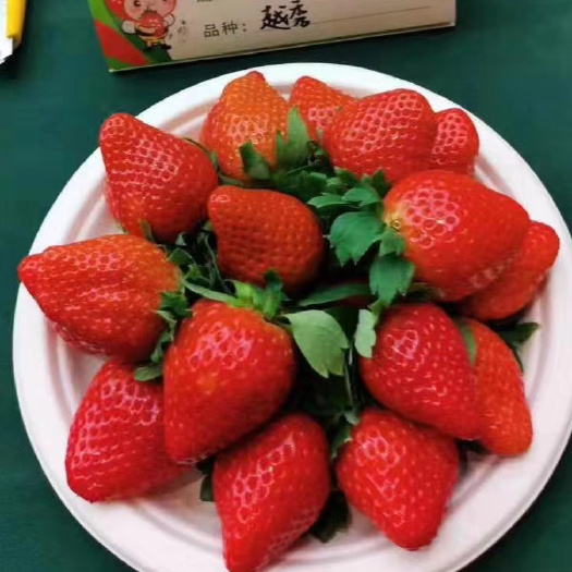 泰安越秀草莓苗，基地育苗。