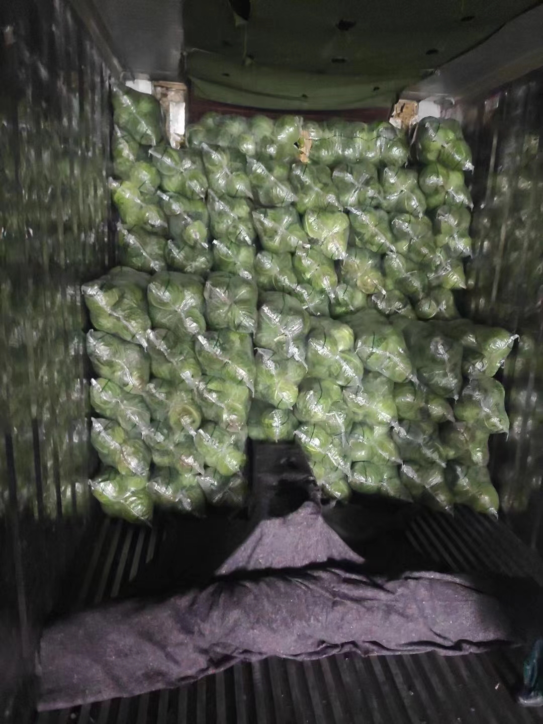 新鲜蔬菜奥奇娜甘蓝包菜  湖北嘉鱼奥奇娜包菜大量上市。优惠多