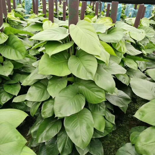 漳平市大叶绿萝柱盆栽办公室内植物花卉吸甲醛净化空气