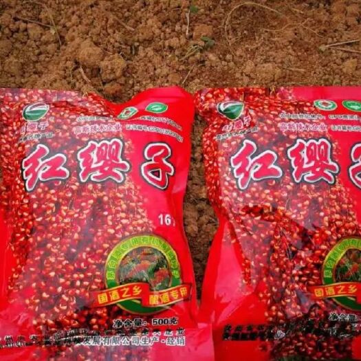 红缨子高粱种子  茅台专用高梁种 高粱种中的茅台 500g