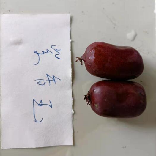 泰安红皮红心软枣猕猴桃苗免费送授粉树，免费提供技术
