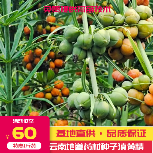 滇黄精种子  基地直供  品质保证