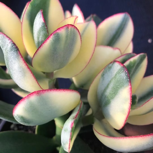 昆明多肉组合 新花月锦