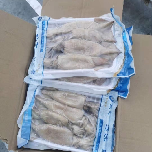 连云港海捕鱿鱼整只新鲜冷冻海鲜水产铁板鱿鱼烧烤配菜烤肉火锅食材批发