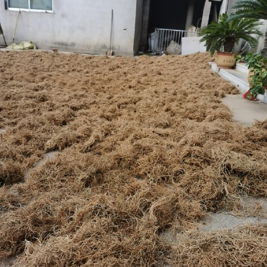 新泰市水洗徐长卿去芦头货