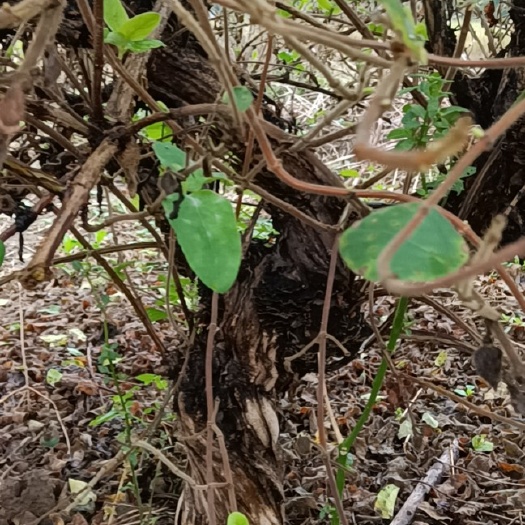 原阳县金银花根 金银花树老柱