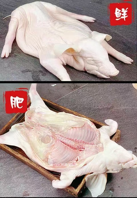 上海整头猪  乳猪，冷冻鲜乳猪，精品乳猪，脆皮乳猪