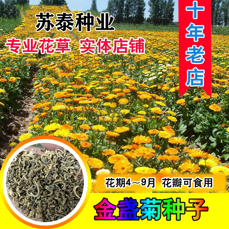 南京金盏菊种子 四季花种子 长生菊花籽四季 室内盆栽花草庭院花卉
