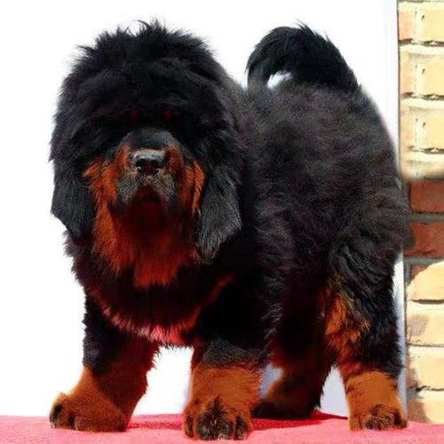 沛县混藏獒幼崽长毛大头巨型黑色红色铁包金藏獒混血猛犬幼犬家养活体