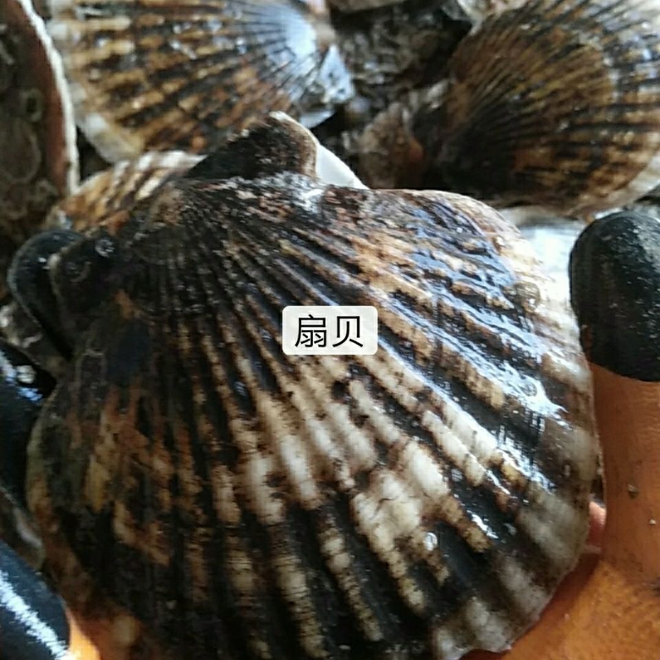 虾夷扇贝，扇贝，肉质饱满的6到7