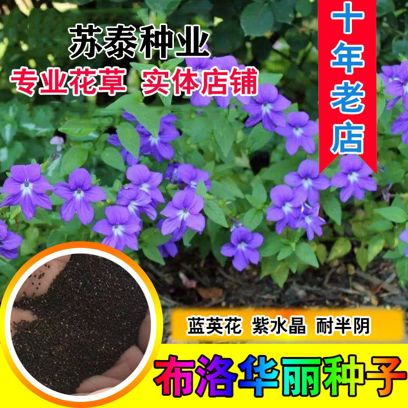 南京樱花种子  布洛华丽种子 美丽紫水晶 制作切花插花 蓝英花种