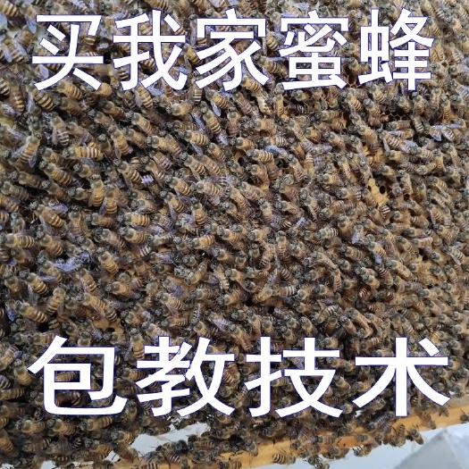 吴川市中华蜜蜂  中蜂蜂群带王带子脾活蜜蜂出售整箱土蜂蜂子
