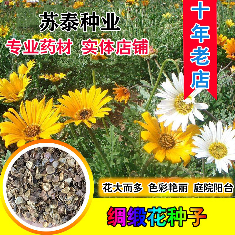 南京雏菊种子  异果菊种子优质色彩艳丽园林景观绿化工程花草植物花
