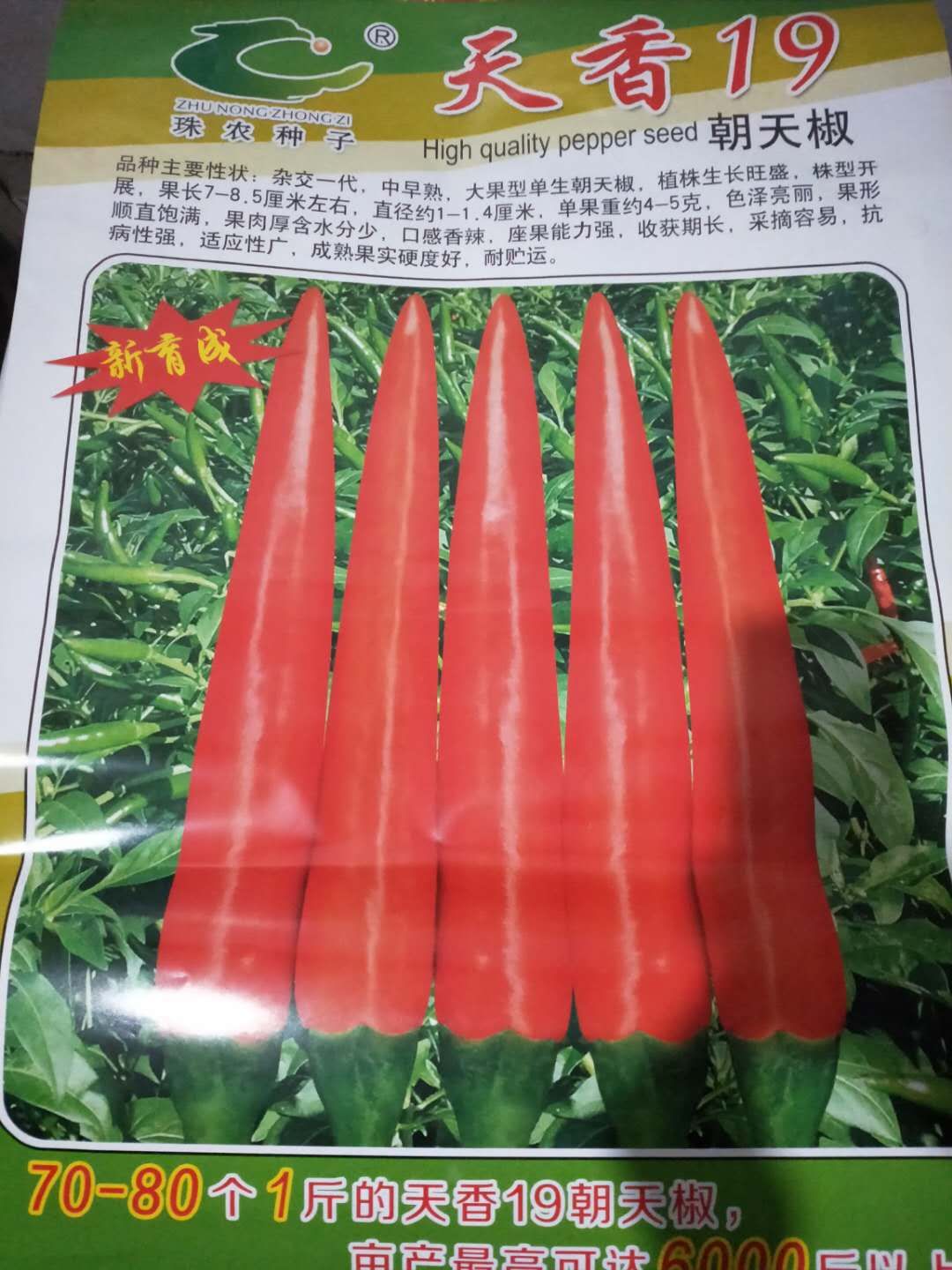 商丘 天香19大果型艳红辣椒种子  高抗病