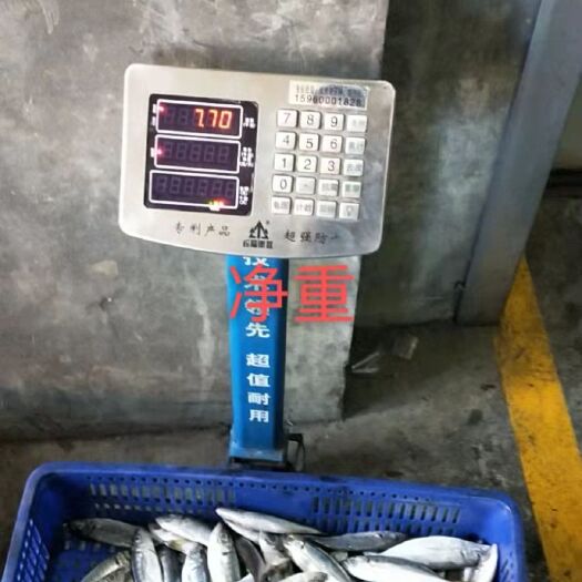 福州巴浪鱼