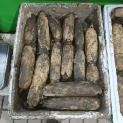  长年洪湖粉藕