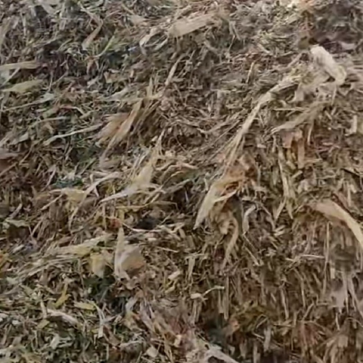阜城县 青储（玉米杆）