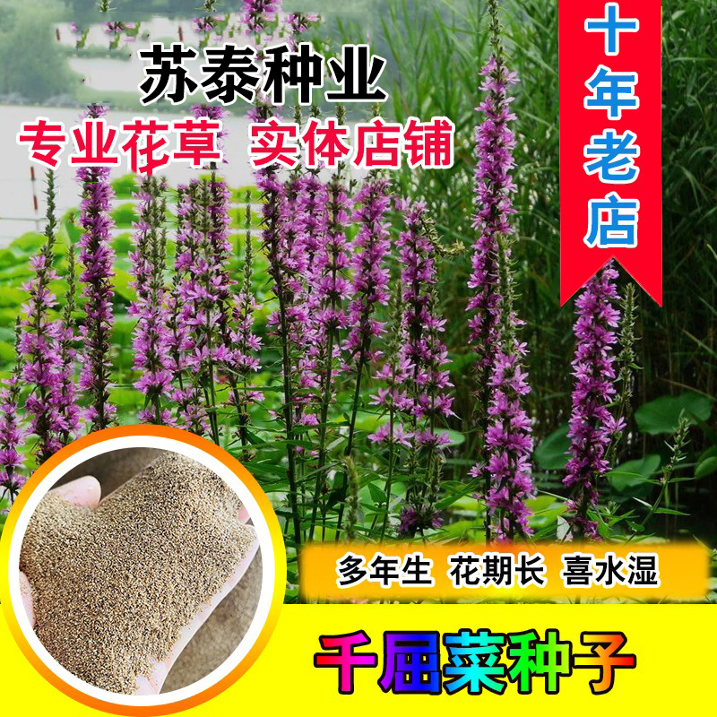 南京紫色千屈菜种子 水枝柳对叶莲 景观花卉种子四季易种耐热耐寒耐