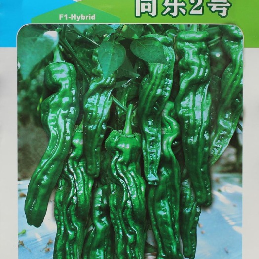 天津薄皮辣椒种子  同乐2号皱皮椒薄皮香椒辣椒种子正品1000粒袋包邮