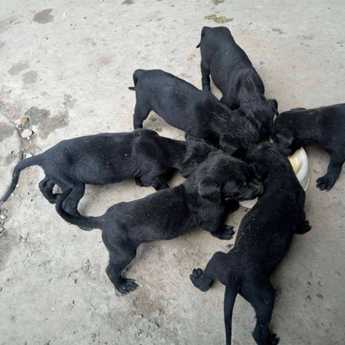 混血黑榔犬幼犬巨型狗宠物东德牧羊犬活体短毛犬大骨架看家护院