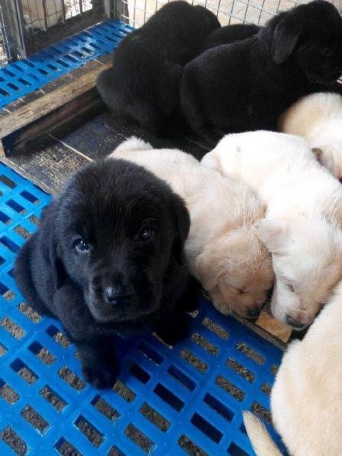 沛县拉布拉多犬  混血拉布拉多幼犬活体拉布拉多导盲犬活体宠物狗神犬小七活体