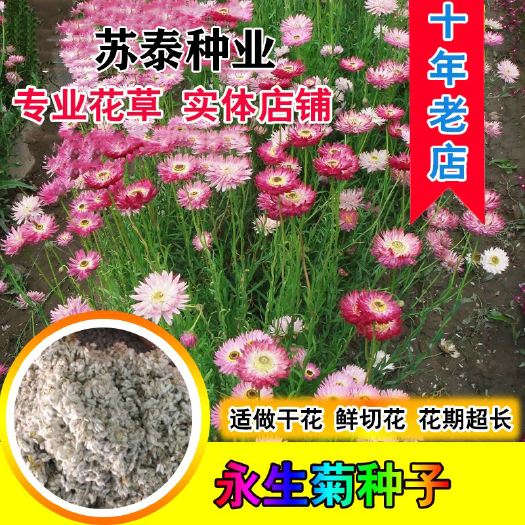 永生菊种子松叶菊种子 四季易种花卉种子园林绿化工程花草种子