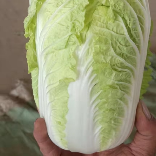矮白菜  精品白菜3-5斤左右湖北武汉产地大量供应需要的老板联系