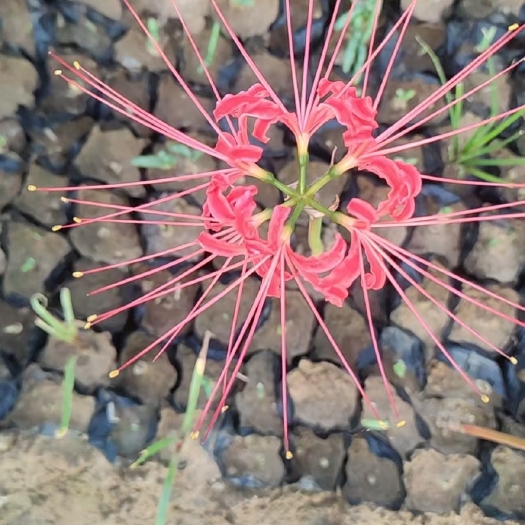 石蒜苗，彼岸花，草花种植基地，红花石蒜