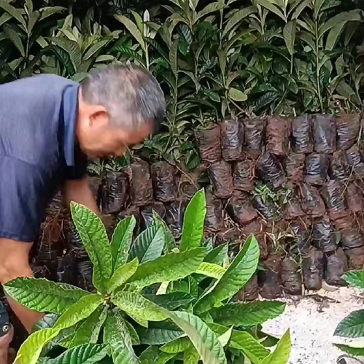 简阳市大五星枇杷杯苗  。高度20公分发芽口0.6公分起