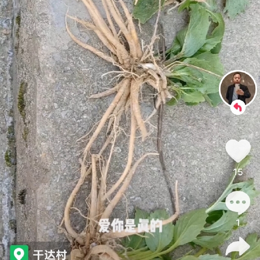宣恩县缬草