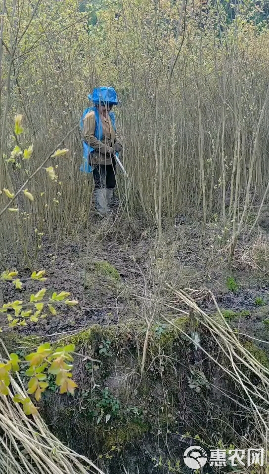 红花紫薇  紫薇苗，优质种苗，批发价，产地直销