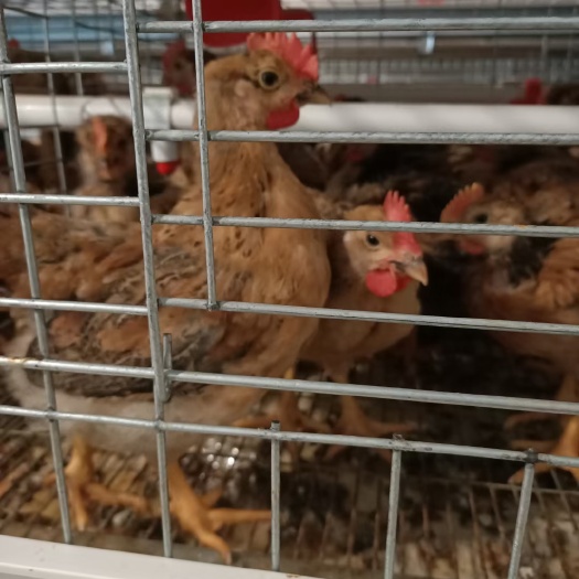 庆阳良凤花鸡苗  2.5斤起步精品良凤脱温鸡 正宗南宁良凤 疫苗齐全 鸡群健康
