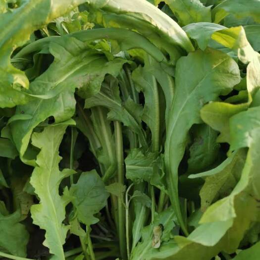 原阳县 速冻优质荠荠菜