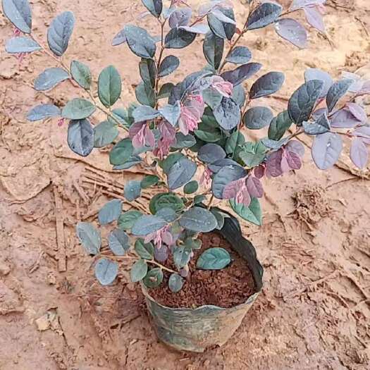 海口双面红 各种地被苗