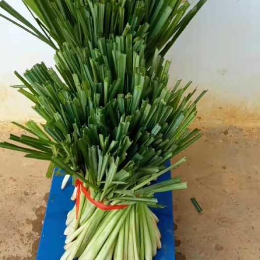 南宁 香茅草