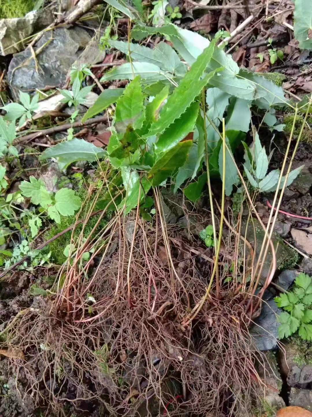 绒毛淫羊藿   深山高山  绒毛  淫羊藿干货一手货源