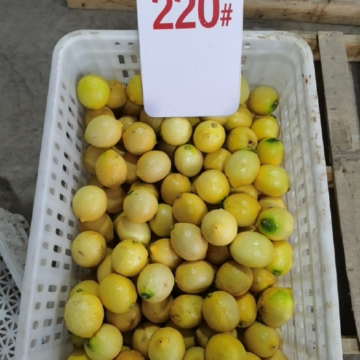 安岳县尤力克柠檬 茶叶果／红茶加工果／70克一50克左右