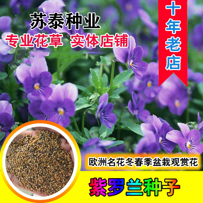 长沙紫罗兰种子 春冬花卉四季播阳台室内耐寒易种观赏价值高