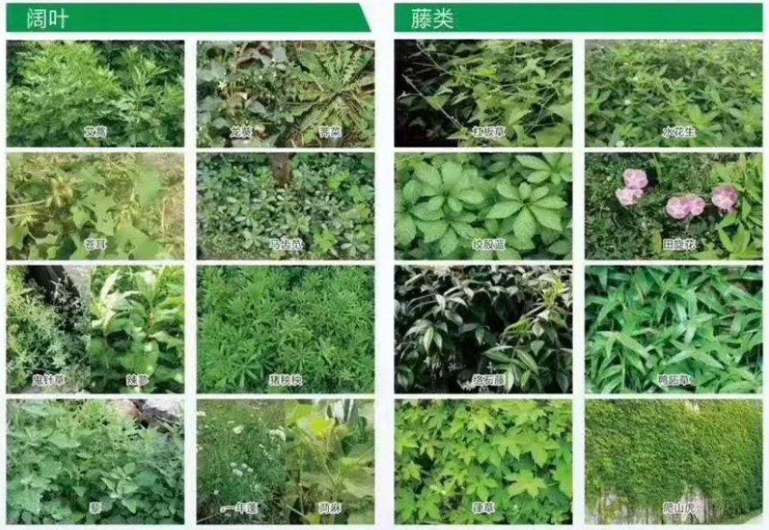草甘三氯吡60%100克内吸灭生烂根型除单双子叶草本植物包邮