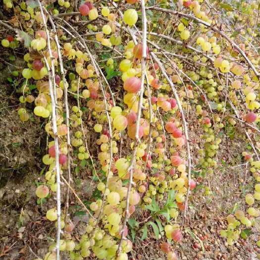 勃利县灯笼果苗 灯笼果树苗 醋栗苗