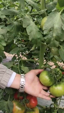 番茄种子 普罗旺斯番茄种子 草莓番茄种子