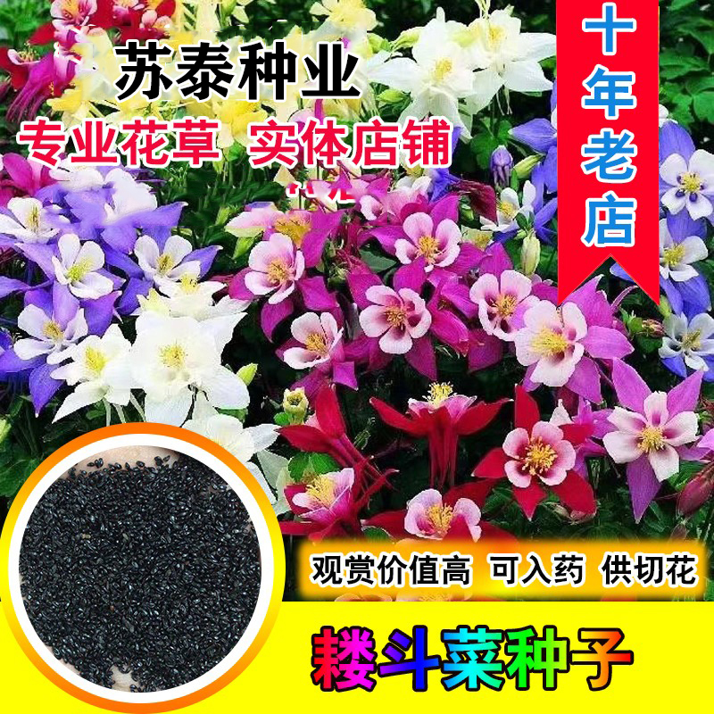 南京耧斗菜种子花种籽猫爪花种子花籽四季 易种花期长 室内室外花卉